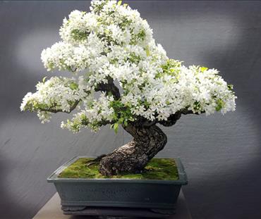 Cây bonsai Ngọc Hà